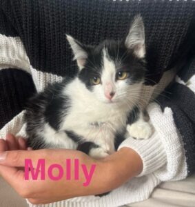 Molly