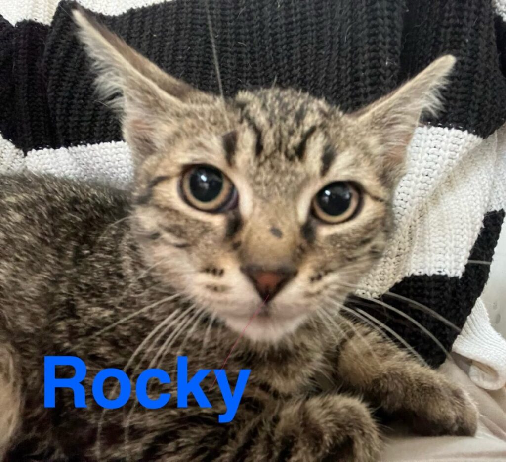 Rocky