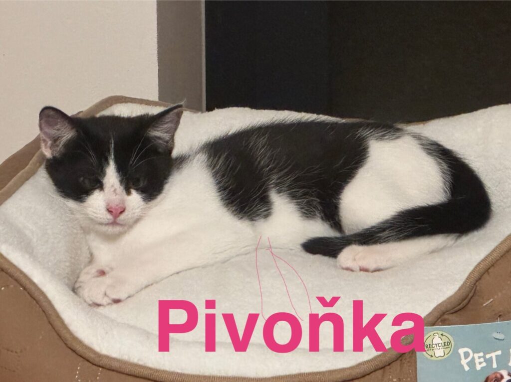 Pivoňka