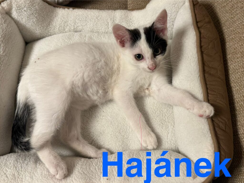 Hajánek