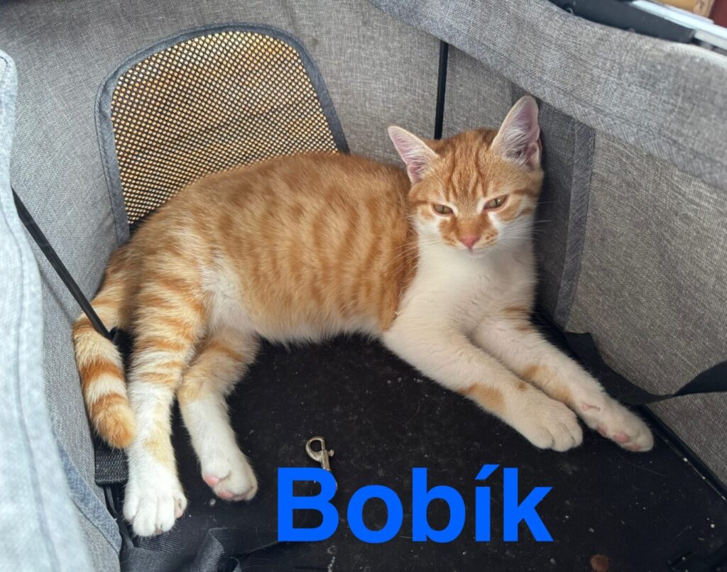Bobík