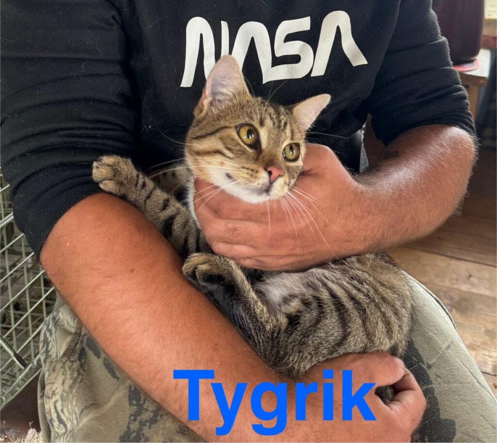 Tygřík