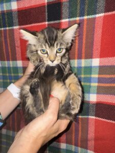 Kiki
