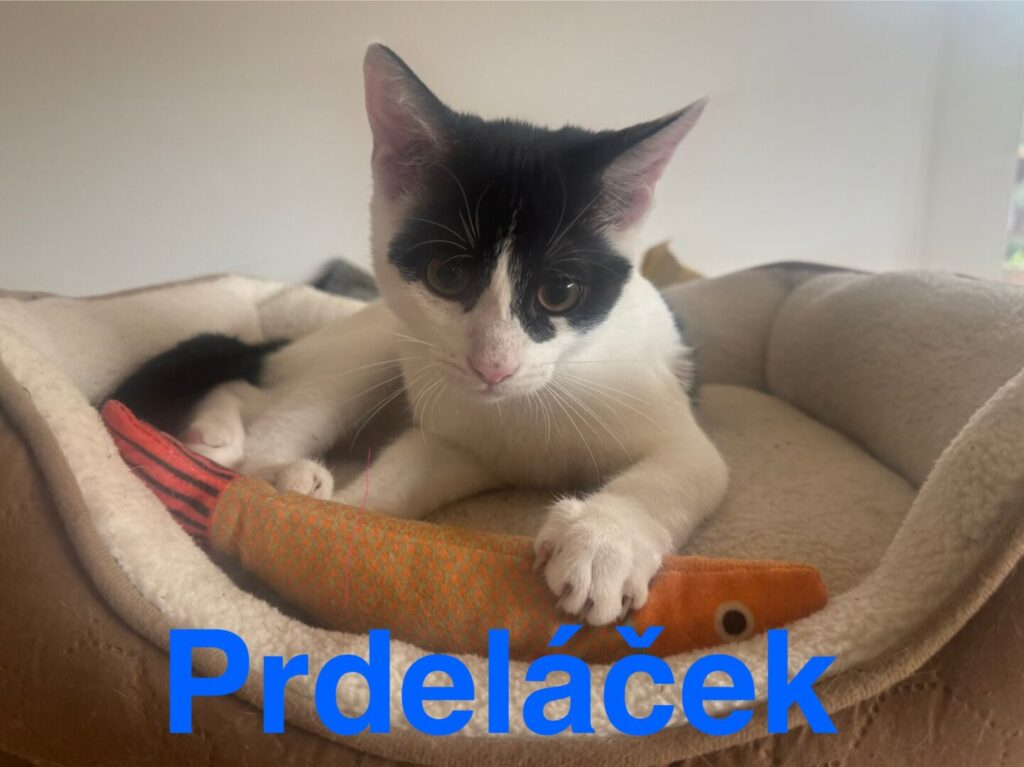 Prdeláček – fotografie 2