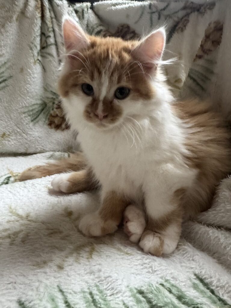 Mája – fotografie 2